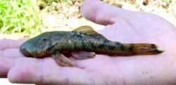 Chaetostoma guairense - Click for species page