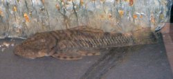 Chaetostoma guairense