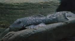 Chaetostoma guairense