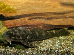 Chaetostoma jegui - Click for species page