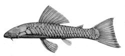 Chaetostoma marginatum - Click for species page