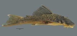 Chaetostoma orientale - Click for species data page