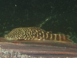 Chaetostoma sacramento