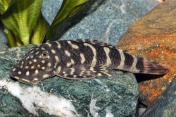 Chaetostoma sacramento