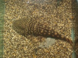 Chaetostoma sacramento