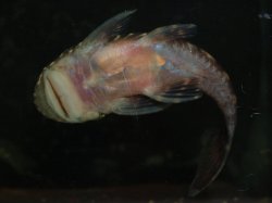 Chaetostoma sacramento