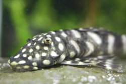 Chaetostoma sacramento