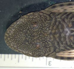 Chaetostoma sp. (6)