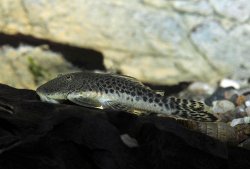 Chaetostoma sp. (L445)