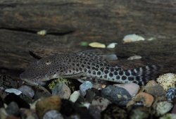 Chaetostoma sp. (L445)