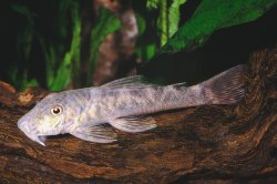 Chaetostoma sp. (1) - Click for species page