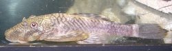 Chaetostoma sp. (5) - Click for species page