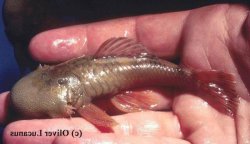 Chaetostoma sp. (L336) - Click for species data page