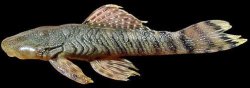Chaetostoma stannii - Click for species page