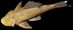 Chaetostoma yurubiense - Click for species page