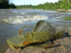 Colossimystax pectegenitor - Click for species page