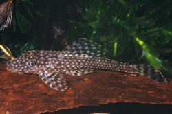 Dekeyseria scaphirhynchus