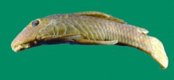 Delturus parahybae - Click for species page