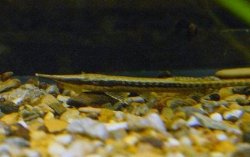 Farlowella acus