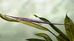 Farlowella amazonum - Click for species page