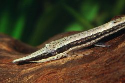 Farlowella curtirostra