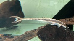 Farlowella myriodon - Click for species data page
