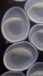 Farlowella vittata