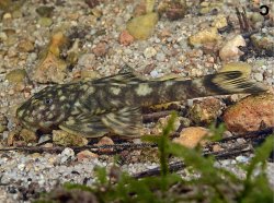 Guyanancistrus megastictus - Click for species page