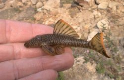 Guyanancistrus sp. (1) - Click for species page