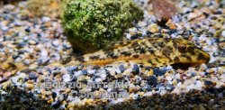 Harttia dissidens - Click for species data page