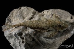 Harttia punctata - Click for species data page