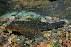 Hemiancistrus sp. (1) - Click for species page