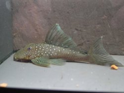 Hemiancistrus sp. (L128)