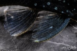 Hemiancistrus sp. (L128)