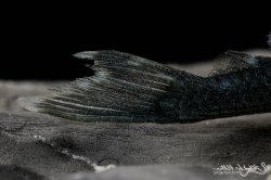 Hemiancistrus sp. (L128)
