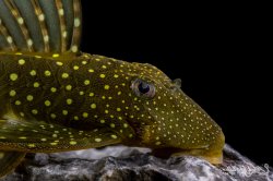 Hemiancistrus sp. (L128)