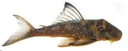 Hemiancistrus sp. (L476) - Click for species data page