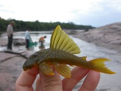 Hemiancistrus subviridis