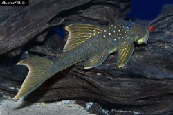 Hemiancistrus subviridis