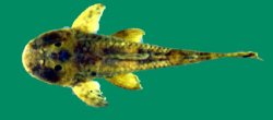 Hemipsilichthys gobio - Click for species data page
