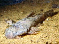 Hemipsilichthys sp. (1)