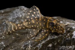 Hypancistrus debilittera - Click for species page