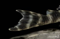 Hypancistrus furunculus