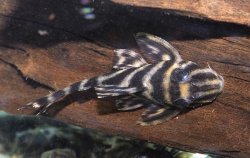Hypancistrus furunculus
