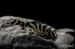 Hypancistrus furunculus