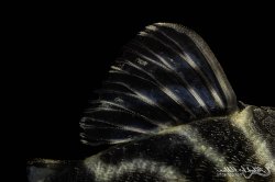 Hypancistrus furunculus
