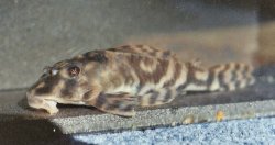 Hypancistrus parkateje