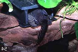 Hypancistrus sp. (L066)