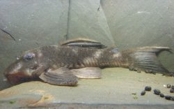 Hypancistrus sp. (L070)