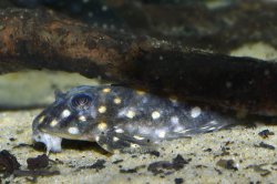 Hypancistrus sp. (L201)